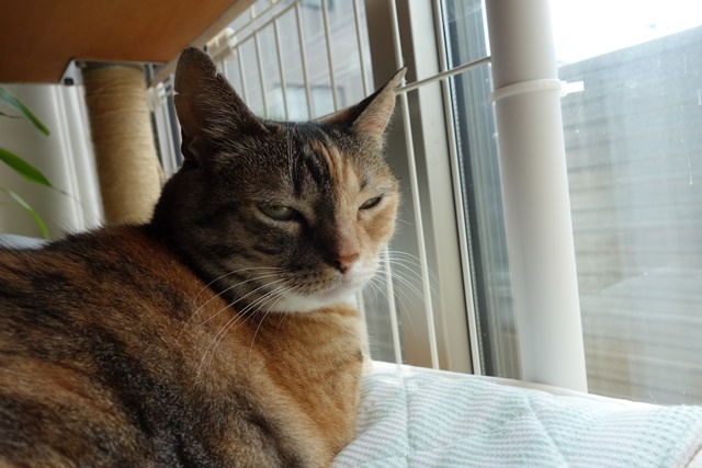 f:id:hiraryo0201:20170806122341j:plain f:id:hiraryo0201:20170806122341j:plain