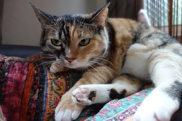 f:id:hiraryo0201:20170806122356j:plain f:id:hiraryo0201:20170806122356j:plain