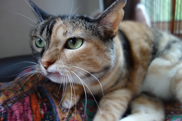 f:id:hiraryo0201:20170806122406j:plain f:id:hiraryo0201:20170806122406j:plain