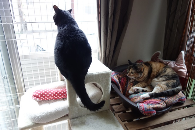 f:id:hiraryo0201:20170806122413j:plain f:id:hiraryo0201:20170806122413j:plain