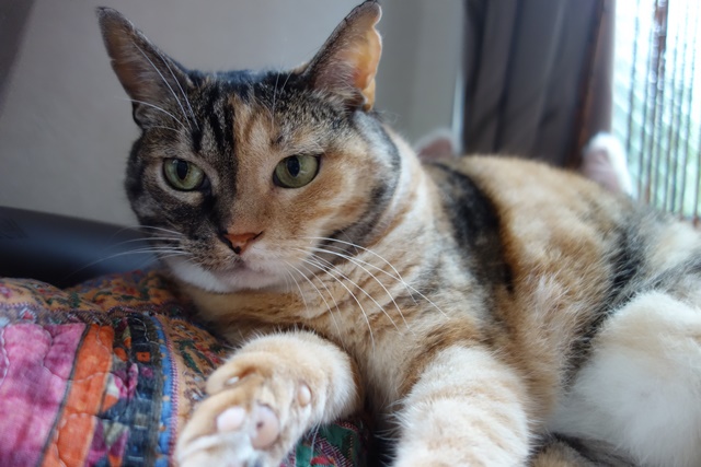 f:id:hiraryo0201:20170806122427j:plain f:id:hiraryo0201:20170806122427j:plain