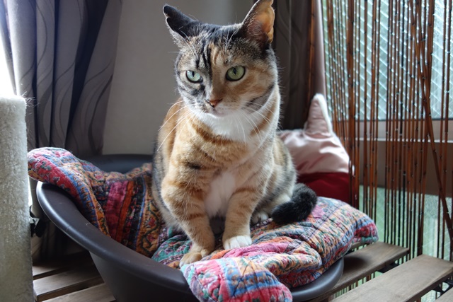 f:id:hiraryo0201:20170806122437j:plain f:id:hiraryo0201:20170806122437j:plain