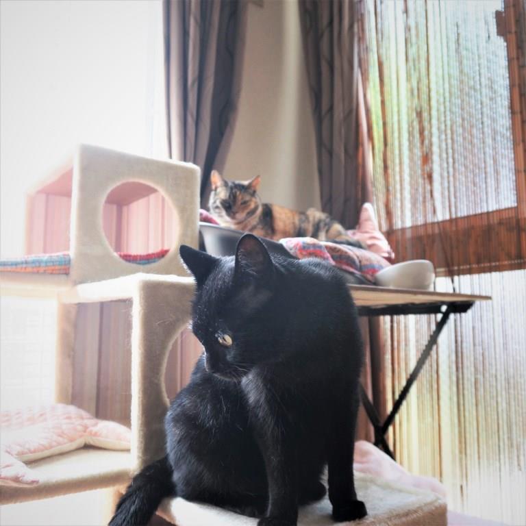 f:id:hiraryo0201:20170809191613j:plain f:id:hiraryo0201:20170809191613j:plain