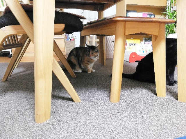 f:id:hiraryo0201:20170814224701j:image