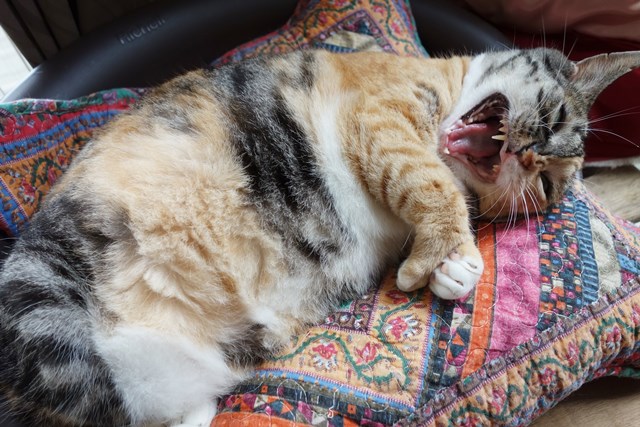 f:id:hiraryo0201:20170816164909j:plain