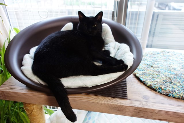 f:id:hiraryo0201:20170816165219j:plain