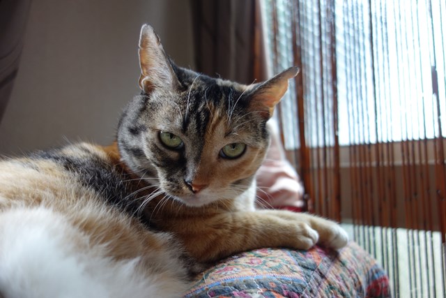 f:id:hiraryo0201:20170905191753j:plain