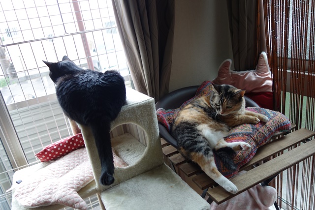 f:id:hiraryo0201:20170905191809j:plain f:id:hiraryo0201:20170905191809j:plain