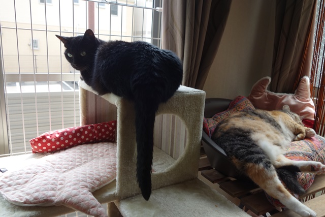 f:id:hiraryo0201:20170905191817j:plain f:id:hiraryo0201:20170905191817j:plain