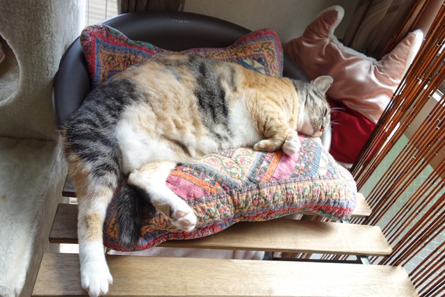 f:id:hiraryo0201:20170905191823j:plain f:id:hiraryo0201:20170905191823j:plain