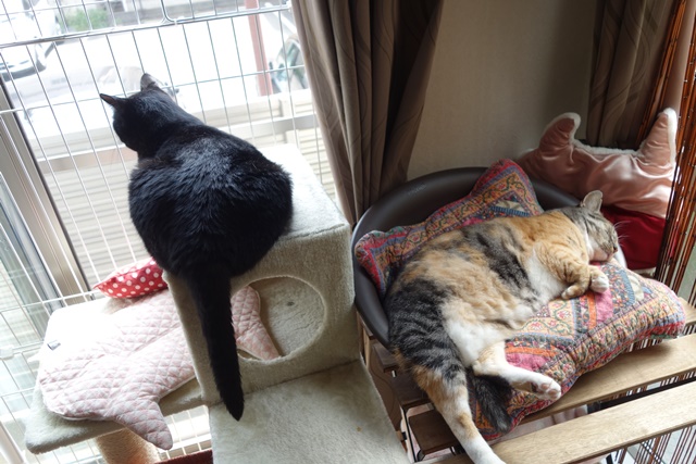 f:id:hiraryo0201:20170905191831j:plain f:id:hiraryo0201:20170905191831j:plain