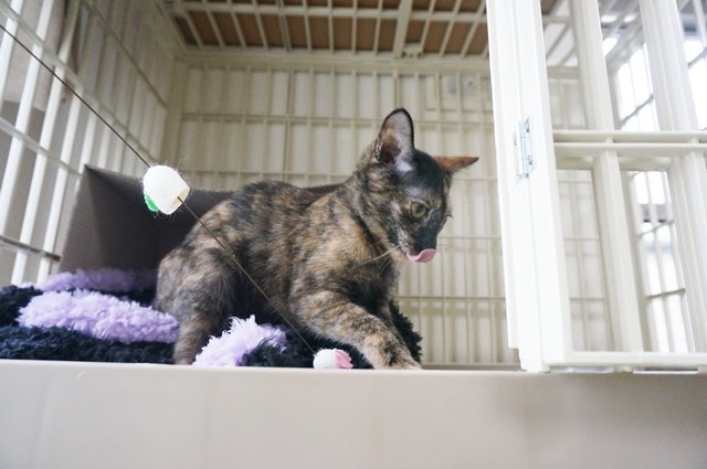 f:id:hiraryo0201:20170918013450j:plain