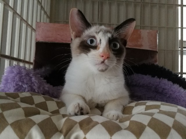 f:id:hiraryo0201:20170922135108j:image