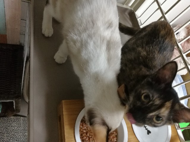 f:id:hiraryo0201:20170922153533j:image