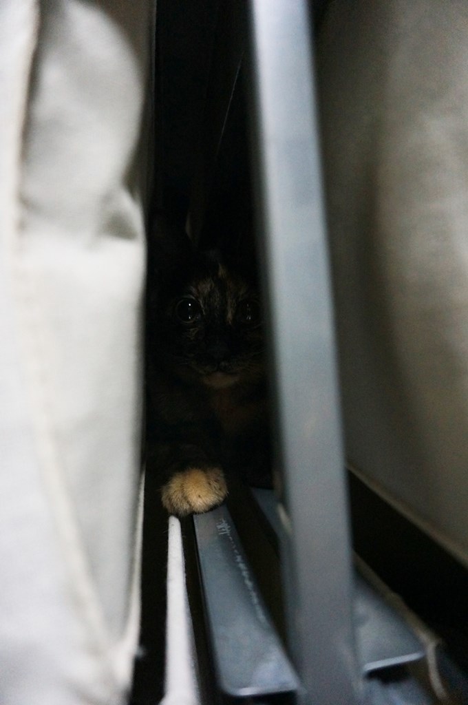 f:id:hiraryo0201:20170924083337j:plain f:id:hiraryo0201:20170924083337j:plain