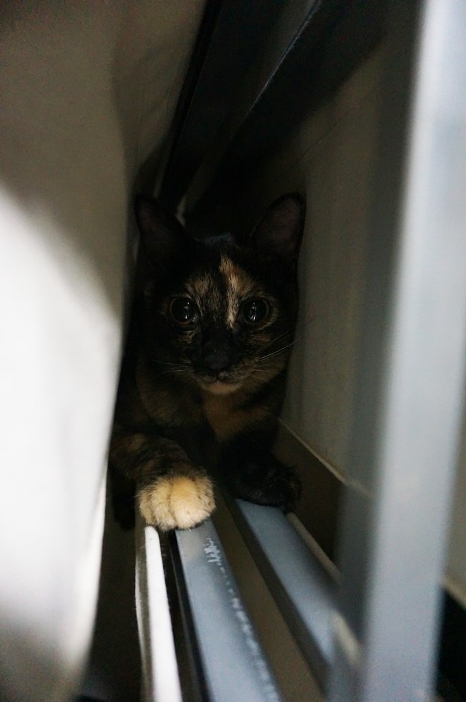 f:id:hiraryo0201:20170924083354j:plain f:id:hiraryo0201:20170924083354j:plain