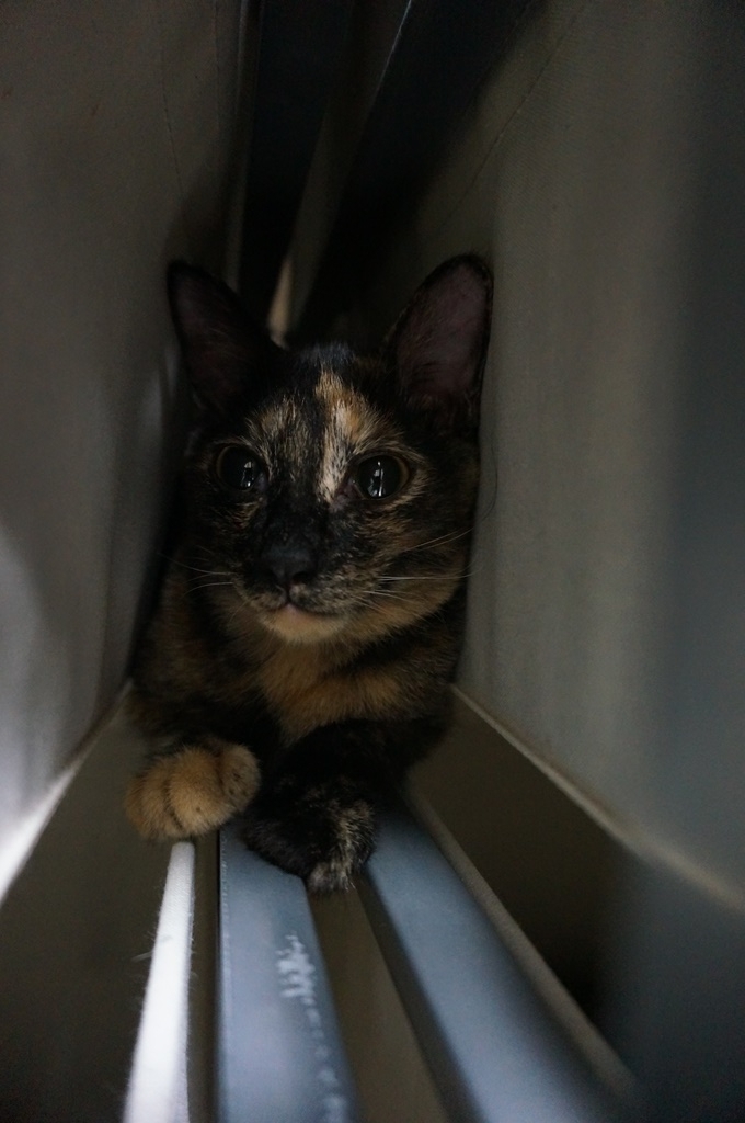 f:id:hiraryo0201:20170924083406j:plain f:id:hiraryo0201:20170924083406j:plain