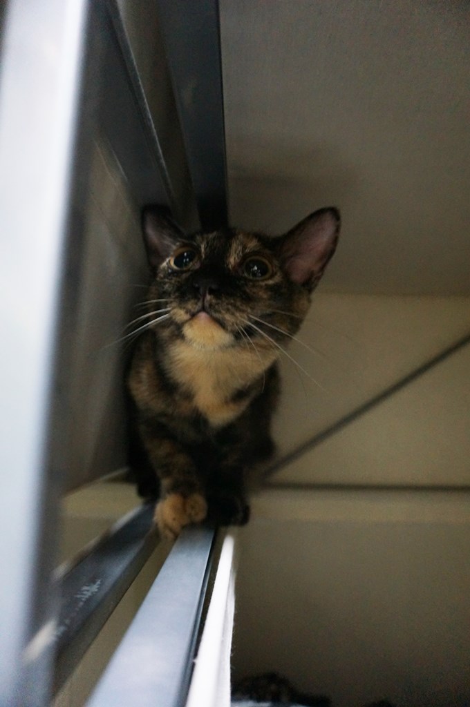 f:id:hiraryo0201:20170924083416j:plain f:id:hiraryo0201:20170924083416j:plain