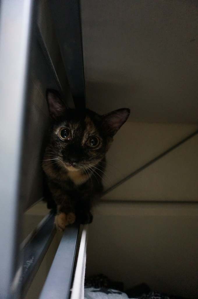 f:id:hiraryo0201:20170924083423j:plain f:id:hiraryo0201:20170924083423j:plain