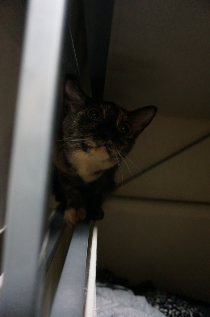 f:id:hiraryo0201:20170924083440j:plain f:id:hiraryo0201:20170924083440j:plain