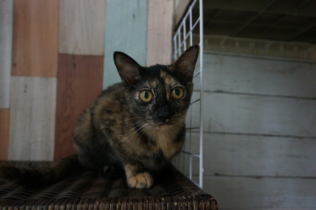 f:id:hiraryo0201:20170924083447j:plain f:id:hiraryo0201:20170924083447j:plain