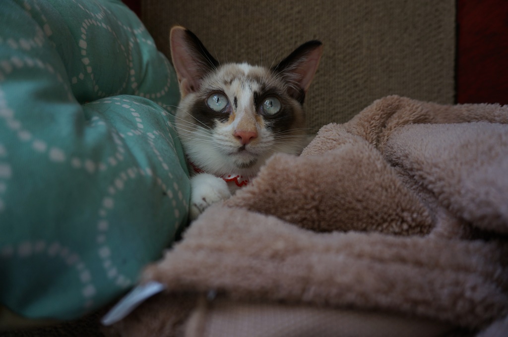 f:id:hiraryo0201:20170924084049j:plain f:id:hiraryo0201:20170924084049j:plain