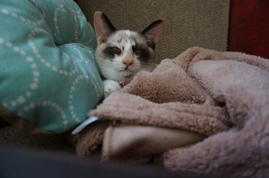 f:id:hiraryo0201:20170924084053j:plain f:id:hiraryo0201:20170924084053j:plain