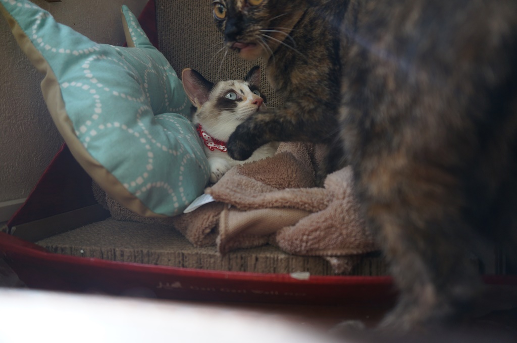 f:id:hiraryo0201:20170924084056j:plain f:id:hiraryo0201:20170924084056j:plain