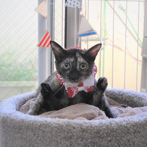 f:id:hiraryo0201:20170924084444j:plain f:id:hiraryo0201:20170924084444j:plain