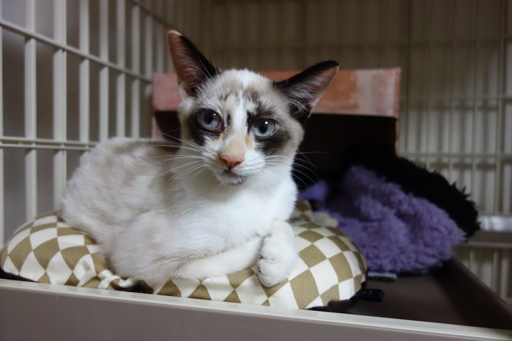 f:id:hiraryo0201:20170924102452j:plain f:id:hiraryo0201:20170924102452j:plain