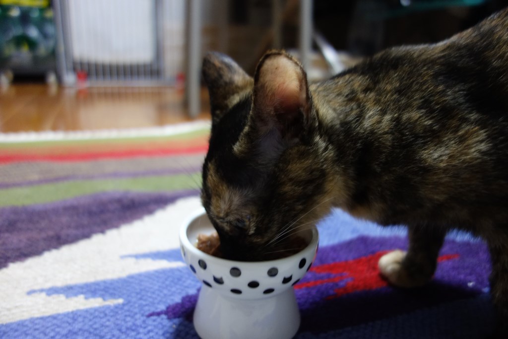 f:id:hiraryo0201:20170924102504j:plain f:id:hiraryo0201:20170924102504j:plain