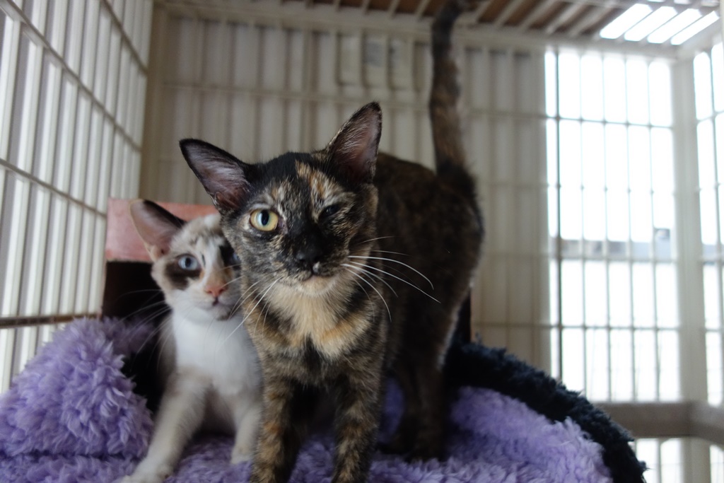 f:id:hiraryo0201:20170924102525j:plain f:id:hiraryo0201:20170924102525j:plain