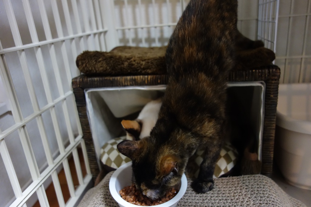 f:id:hiraryo0201:20170924102549j:plain f:id:hiraryo0201:20170924102549j:plain