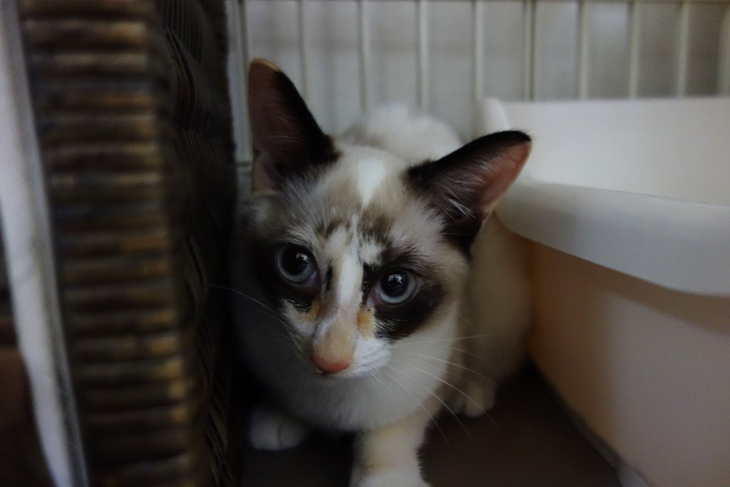 f:id:hiraryo0201:20170924102637j:plain f:id:hiraryo0201:20170924102637j:plain