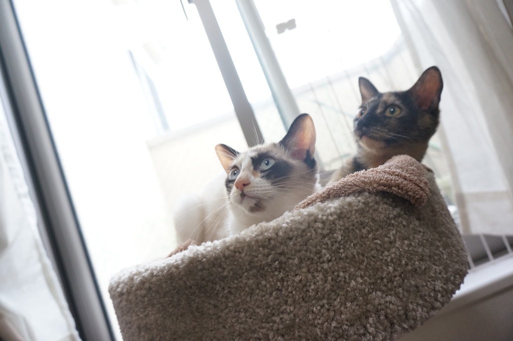 f:id:hiraryo0201:20170924104914j:plain f:id:hiraryo0201:20170924104914j:plain