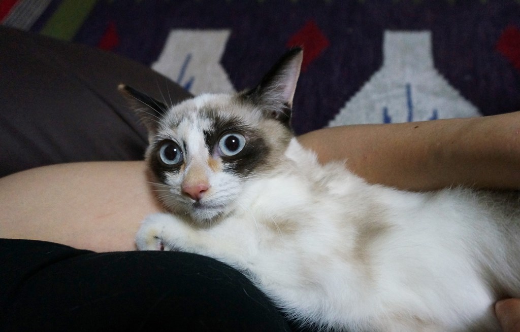 f:id:hiraryo0201:20170924104939j:plain f:id:hiraryo0201:20170924104939j:plain