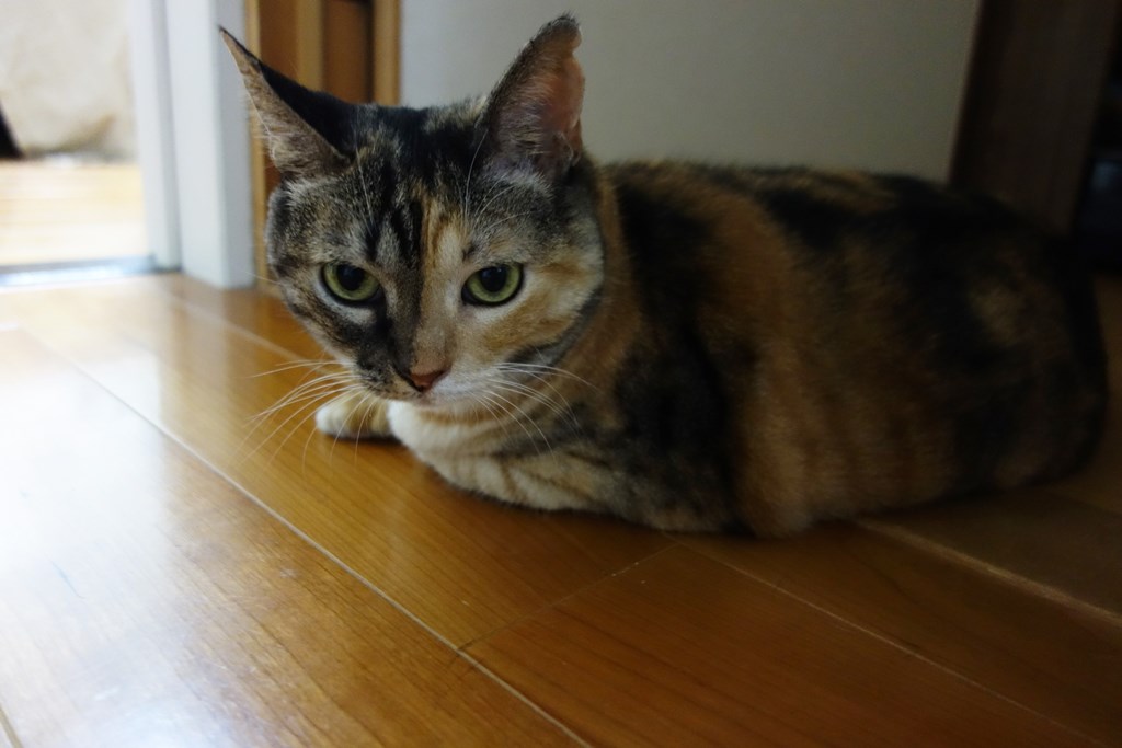 f:id:hiraryo0201:20170924110017j:plain f:id:hiraryo0201:20170924110017j:plain