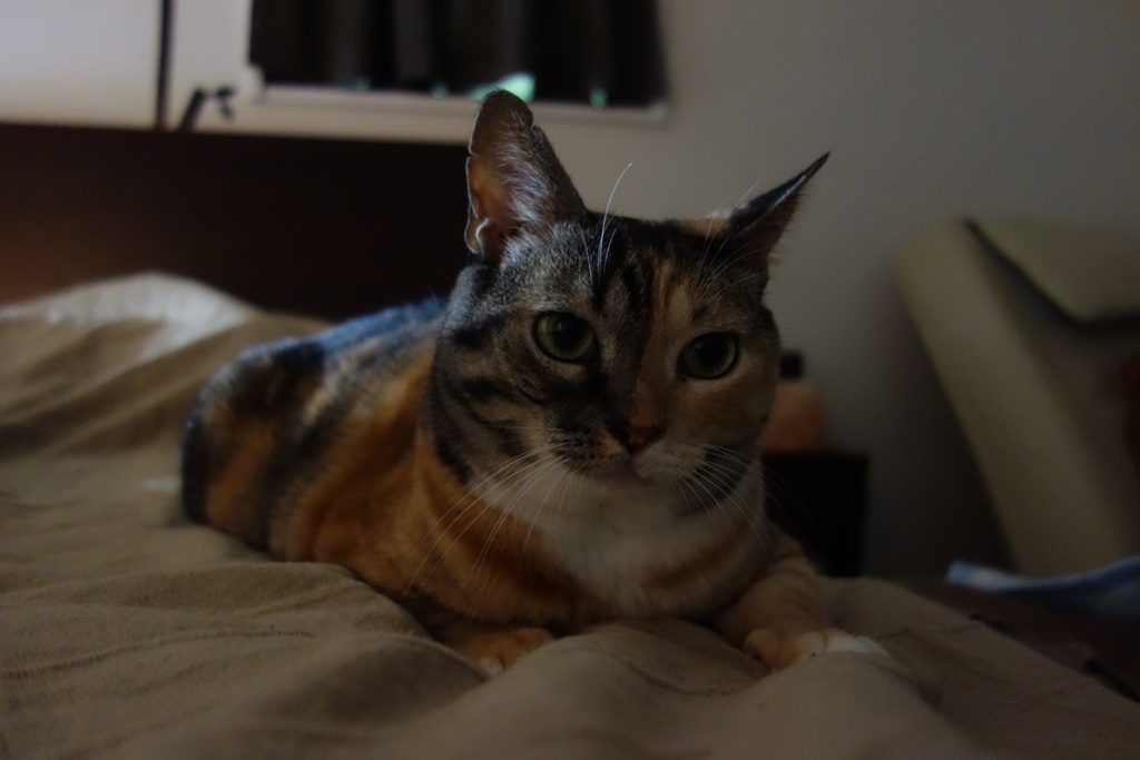 f:id:hiraryo0201:20170924110044j:plain f:id:hiraryo0201:20170924110044j:plain