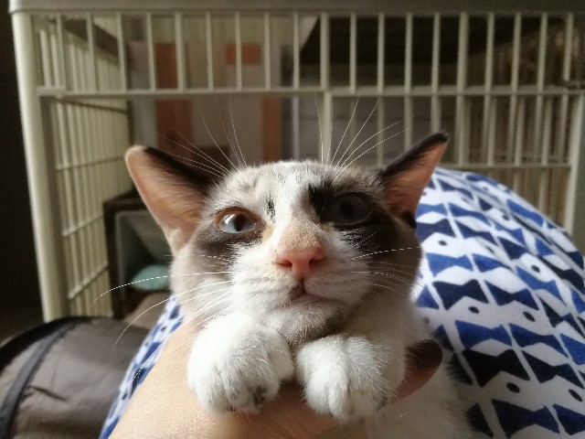 f:id:hiraryo0201:20170925185609j:image f:id:hiraryo0201:20170925185609j:image