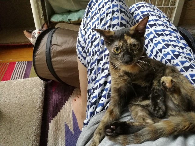 f:id:hiraryo0201:20170925185710j:image f:id:hiraryo0201:20170925185710j:image