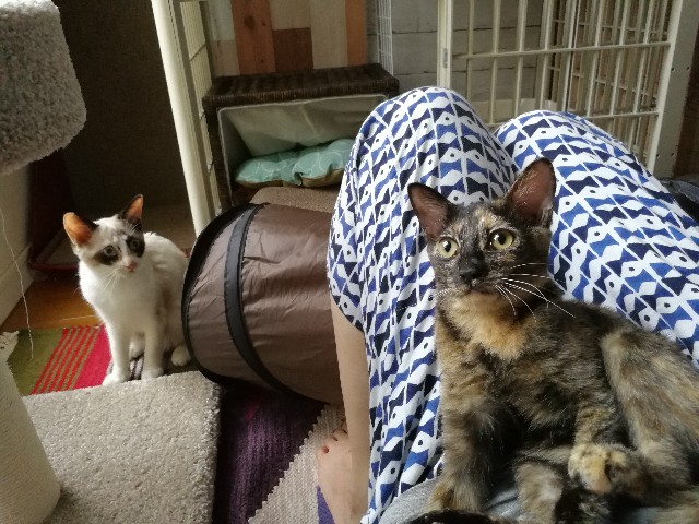 f:id:hiraryo0201:20170925185738j:image f:id:hiraryo0201:20170925185738j:image