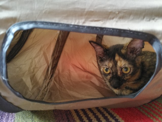 f:id:hiraryo0201:20170925185828j:plain f:id:hiraryo0201:20170925185828j:plain