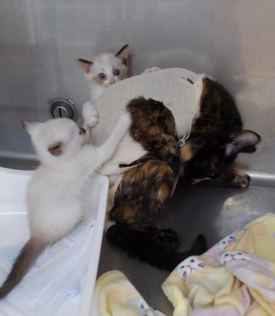 f:id:hiraryo0201:20170926192346j:image f:id:hiraryo0201:20170926192346j:image