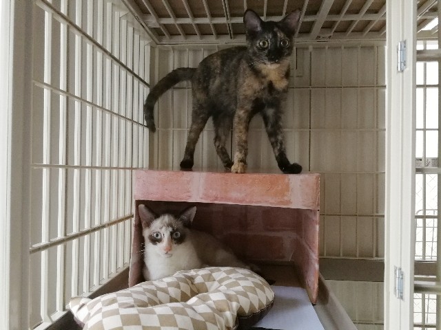 f:id:hiraryo0201:20170928124431j:image f:id:hiraryo0201:20170928124431j:image