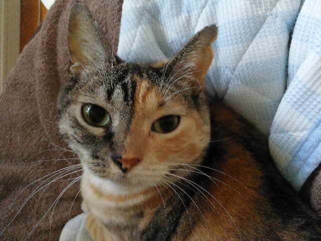 f:id:hiraryo0201:20170930112900j:plain