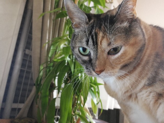 f:id:hiraryo0201:20170930113223j:plain