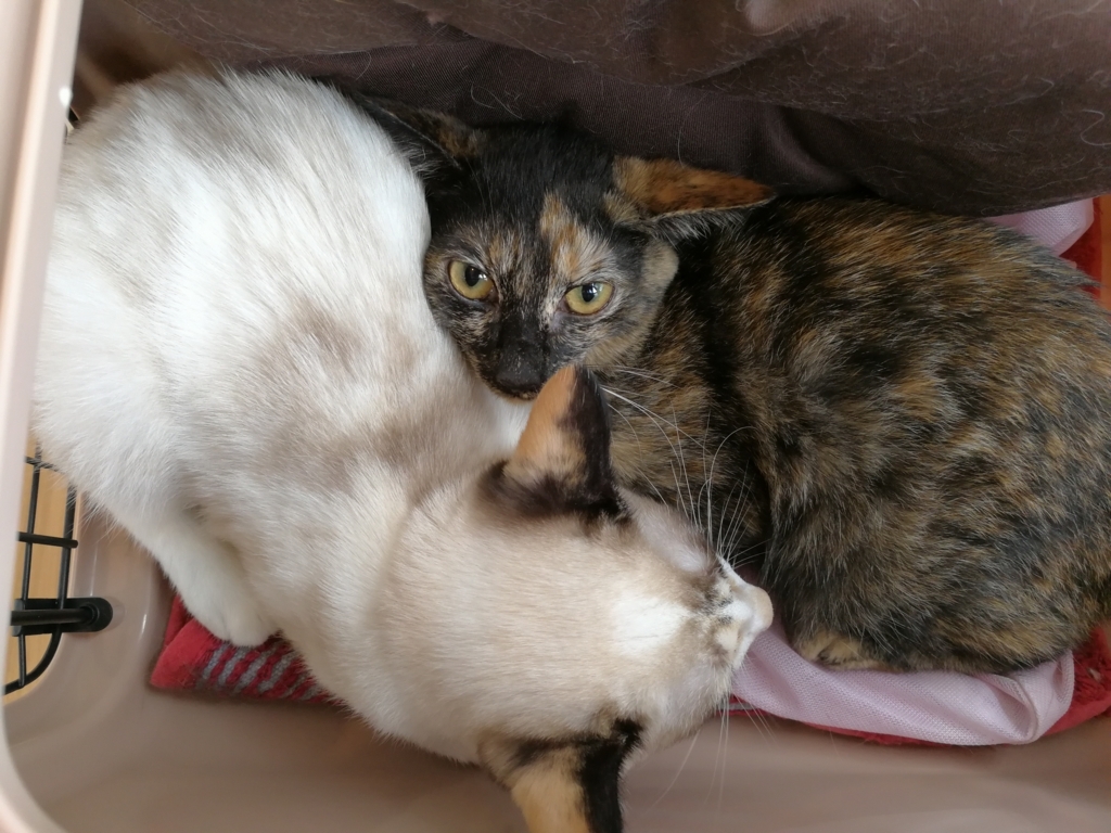 f:id:hiraryo0201:20170930185500j:plain