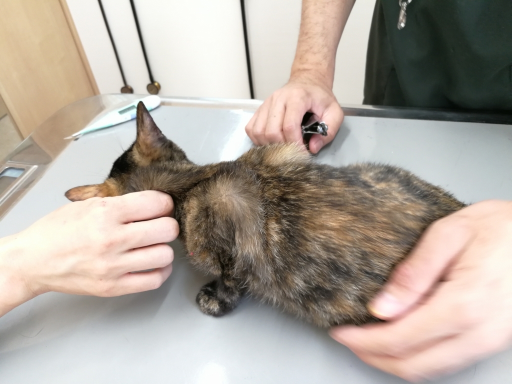 f:id:hiraryo0201:20170930185513j:plain