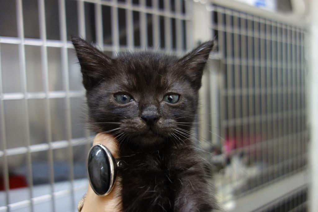 f:id:hiraryo0201:20170930193658j:plain