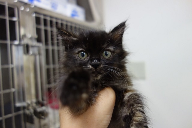 f:id:hiraryo0201:20170930193844j:plain